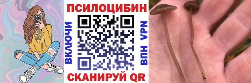 MEGA вход  Каменногорск  Галлюциногенные грибы Psilocybine cubensis  цены  